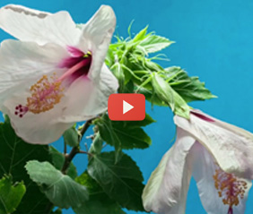 Flower image associated with Chantmagick on YouTube